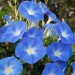 Morning Glory Blue - Image 2